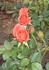 Sandalwood rose photo