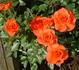 Little Flame rose photo