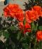 Little Flame rose photo
