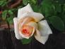European Touch rose photo