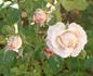 Dream Lover rose photo