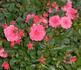 Fashion Parade ® rose photo