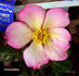 Freddy rose photo