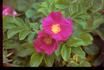 Neutron rose photo