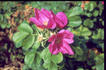 Neutron rose photo