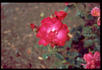Edda rose photo