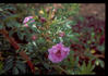 Frigg rose photo