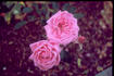 Skogul rose photo