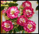 J.C. Hooper rose photo