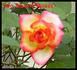 Jennie Anne rose photo