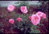 Idun rose photo