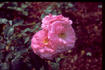 Idun rose photo