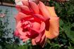 Entente Cordiale rose photo
