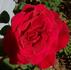Red Skelton rose photo