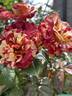 Tropical Lightning rose photo