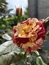 Tropical Lightning rose photo