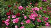 Deep Impression rose photo