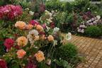 Cubana ™ rose photo