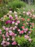 Christopher Marlowe rose photo