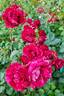 Deep Impression rose photo