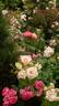 Dolcezza rose photo