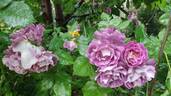 Huddersfield Choral Society rose photo