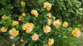 Hansestadt Rostock rose photo