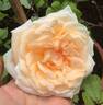 Lady Roberts rose photo