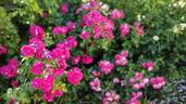 Domaine de St Jean de Beauregard rose photo