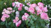 Dolcezza rose photo