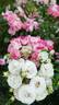 Dolcezza rose photo