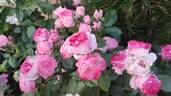 Dolcezza rose photo