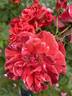 Rusty rose photo