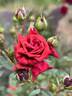 Don Marshall rose photo