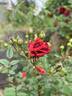Don Marshall rose photo
