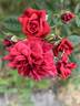 Don Marshall rose photo