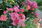 Coral Drift ® rose photo