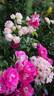 Heimatmelodie rose photo