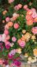 Briosa ® rose photo