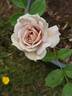 Café Olé rose photo