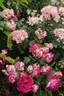 Liolà rose photo