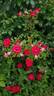 Maidy ® rose photo