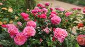 Melusina rose photo
