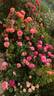Melusina rose photo