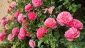 Melusina rose photo