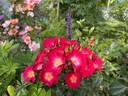 Grand-Duc Jean rose photo