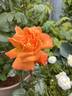Louis de Funès ® rose photo