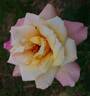 Souvenir de Jean Ginet rose photo