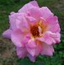 Souvenir de Jean Ginet rose photo