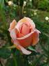 Cocarde Jaune rose photo